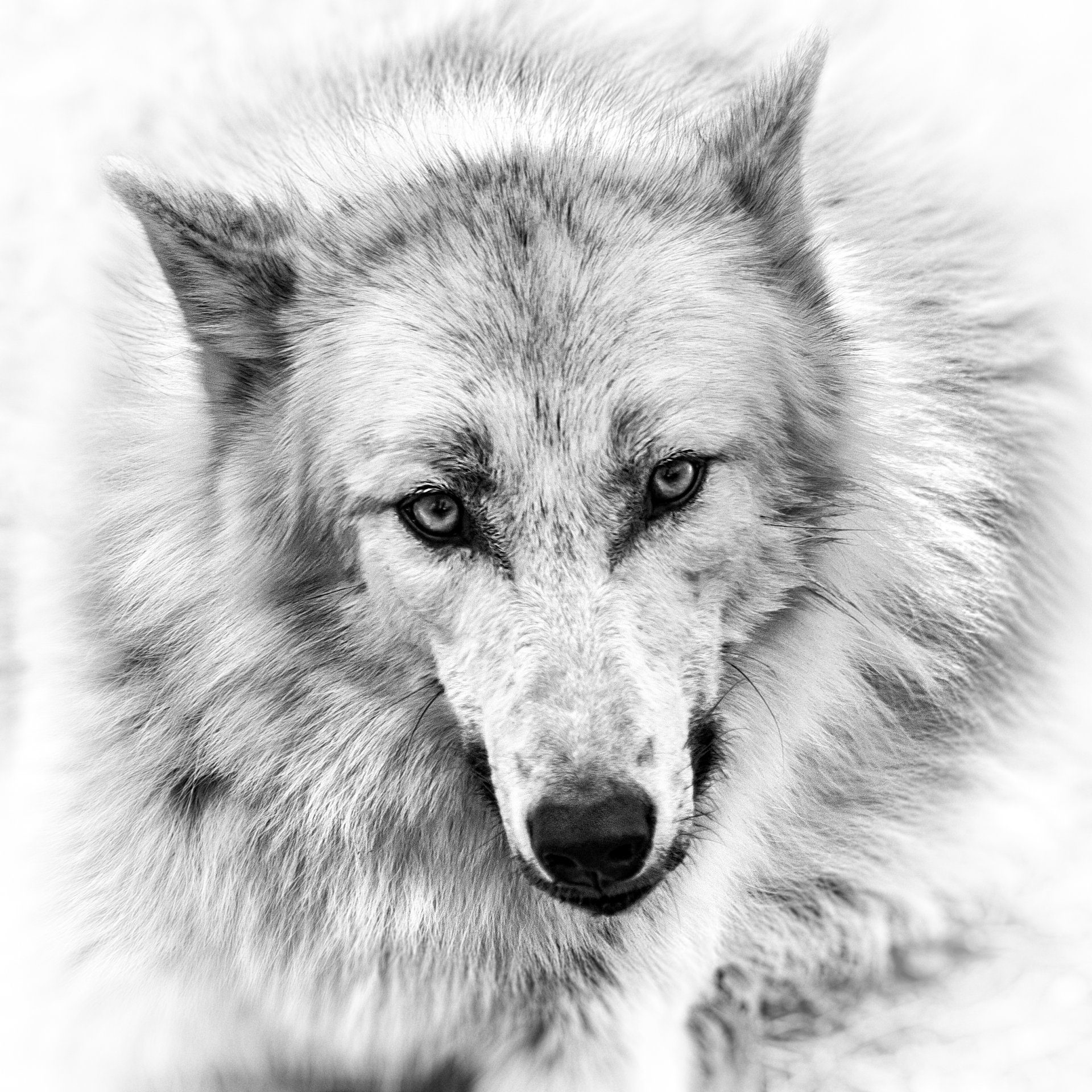 wolf eyes view picture pencil