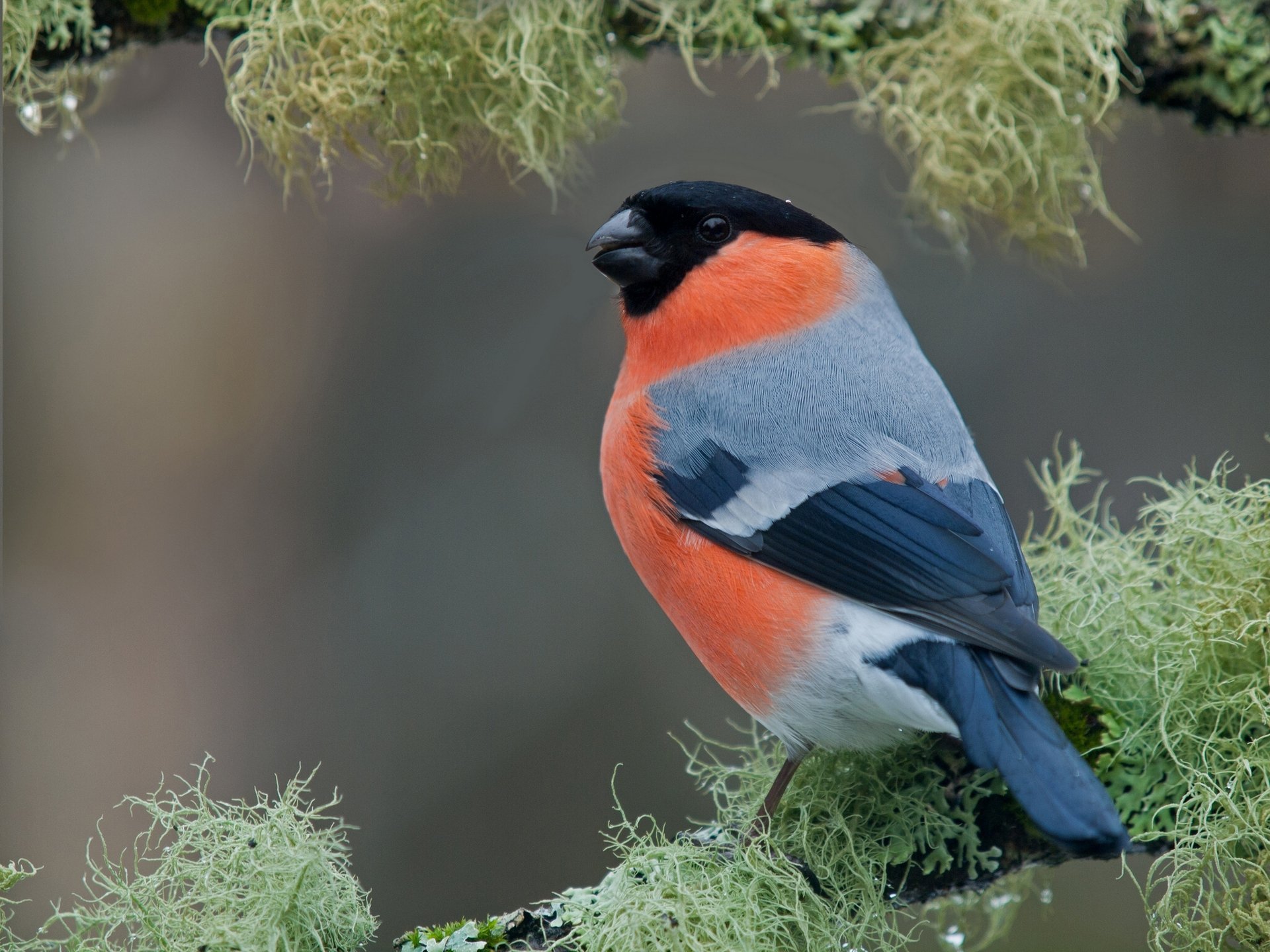 gimpel vogel zweig