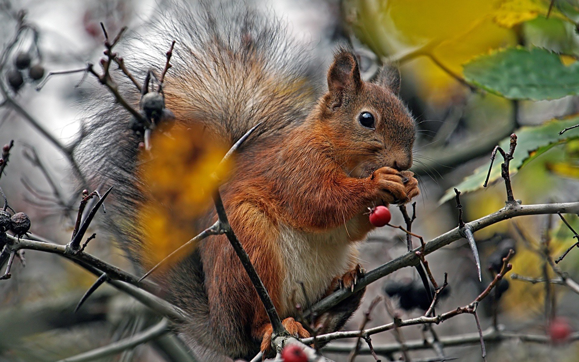 tree branches berries protein furry tail