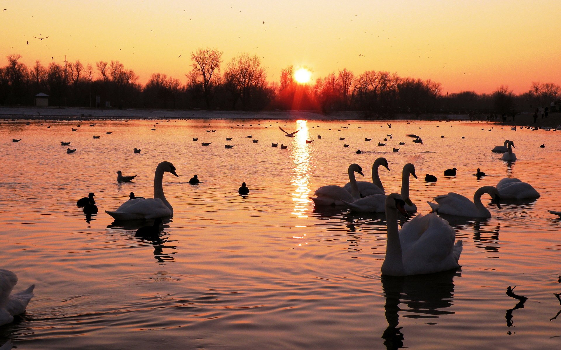 lago estanque cisnes patos aves bosque cielo amanecer puesta del sol paisaje