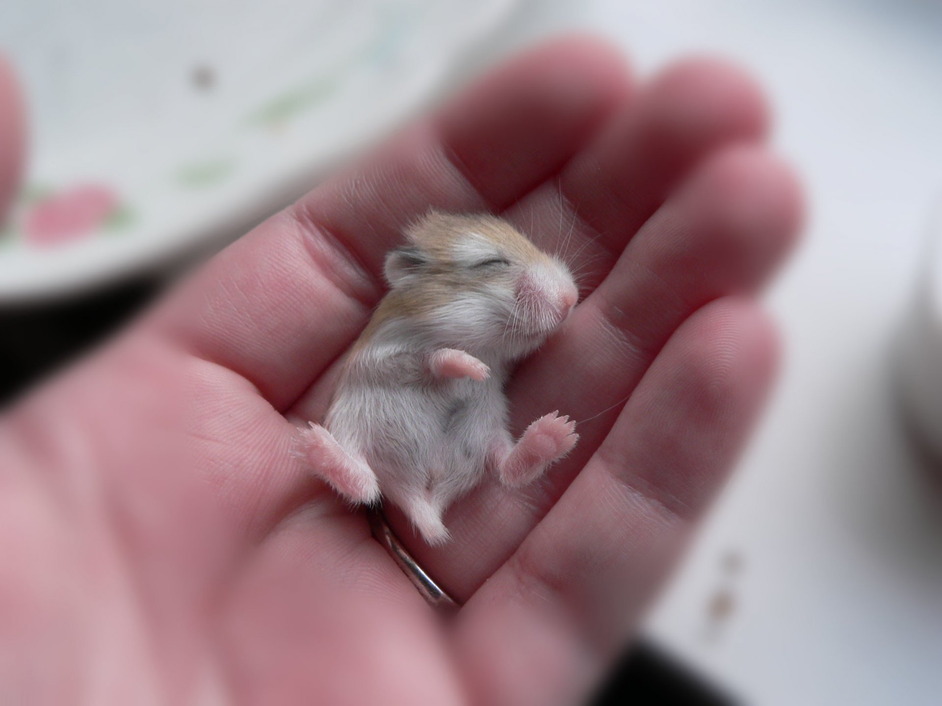 mouse hamster small babe hand beige