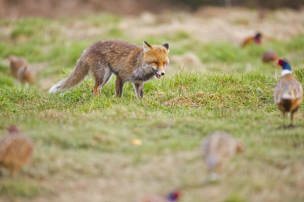 Ein Fuchs auf einer Lichtung macht Fasanenjagd