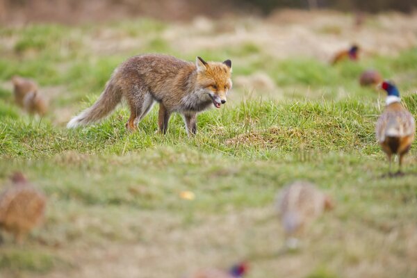 A fox in a clearing is hunting a pheasant