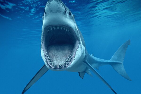 Requin blanc bouche bée