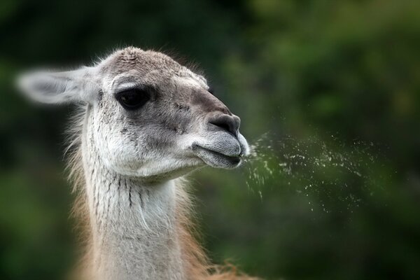 Spitting llama on the background of nature