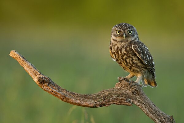 An owl looks at the camera from a branch