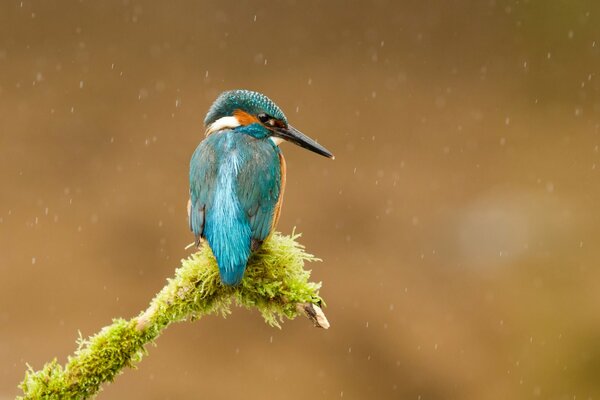 Un Martín pescador extraordinario en un marco con lluvia