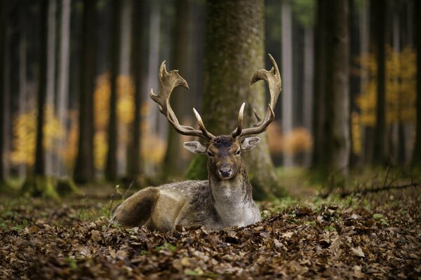 Ein wichtiger Hirsch im Wald liegt im Laub