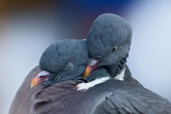 A pair of hugging pigeons in spring. Love of birds