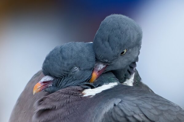 Пара обнимающихся голубей весной. Любовь птиц