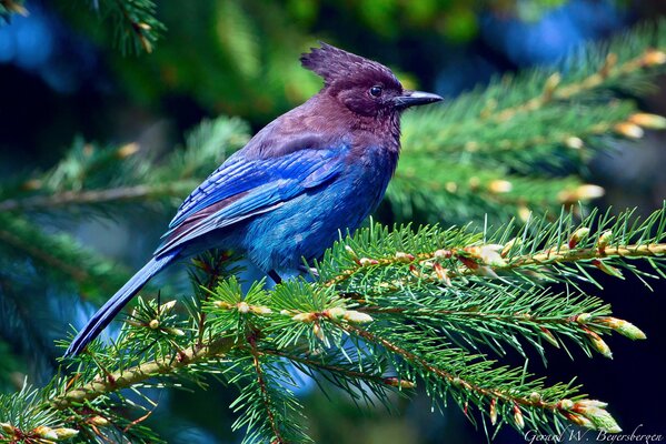 A beautiful blue-furred jay is sitting on a spruce branch