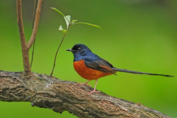 A bright bird on a green background