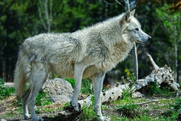 Un hermoso depredador en un bosque denso