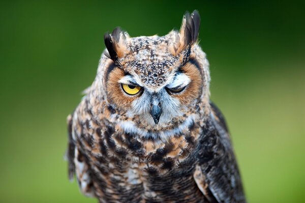 The owl looks into the camera and winks