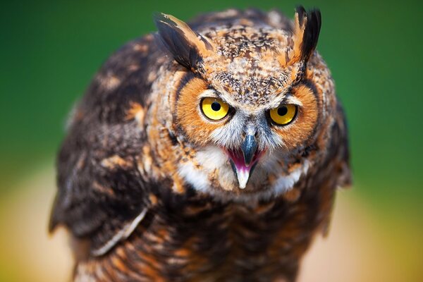 L uccello Gufo ha aperto la bocca