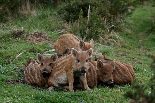 Striped boar cubs on the grass