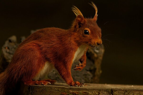 A red squirrel is sitting on a stump