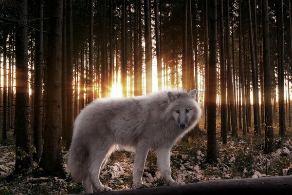 Der Wolf. weißer Wolf im Wald. ein Waldtier. wald Räuber