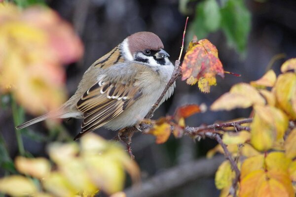 Vogelspatz sitzt auf einem Ast unter Laub