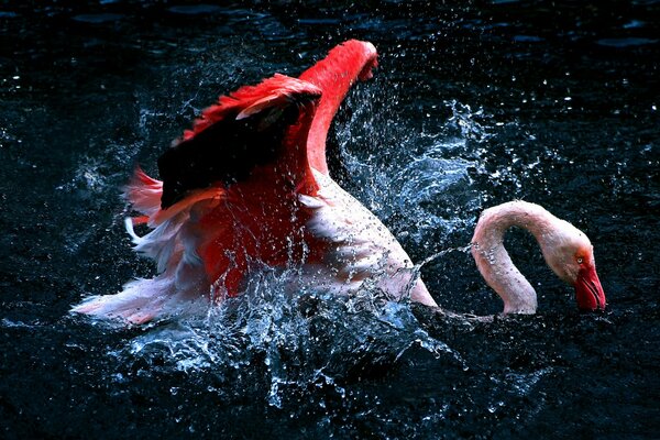 Flamingo spreads its wings in the water