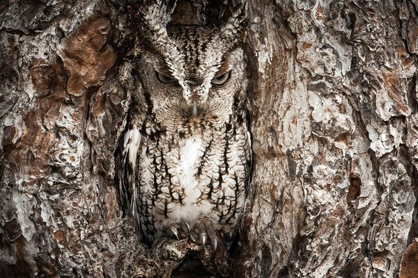 A masked owl is sitting in a tree