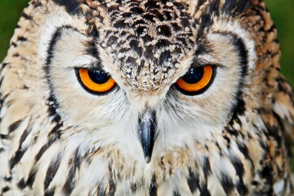 Blick auf den Greifvogel einer Eule