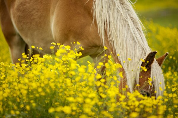 A horse grazes in a flower meadow