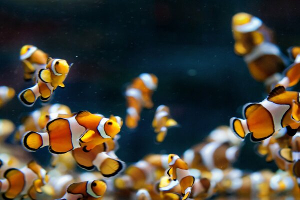 Acuario con peces payaso