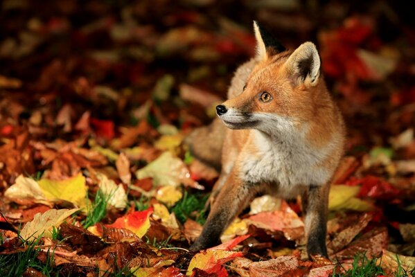 Surprised fox cub among autumn leaves
