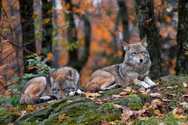 Wolves in the forest lie on the leaves