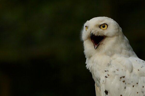 White owl in the forest