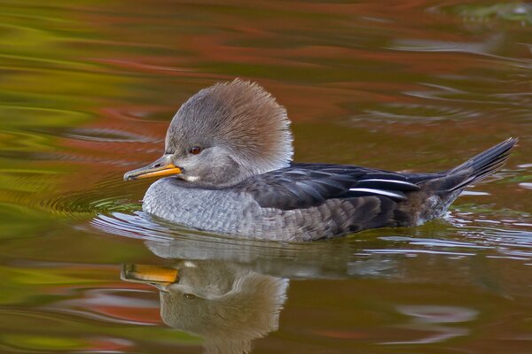 Canard flottant sur l eau, beau canard