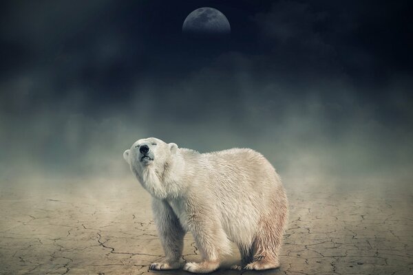 Orso polare contro il cielo scuro