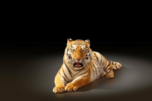 Tiger with open mouth on black background