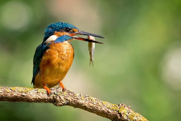 Ein Eisvogel mit einem Fisch im Schnabel sitzt auf einem Ast