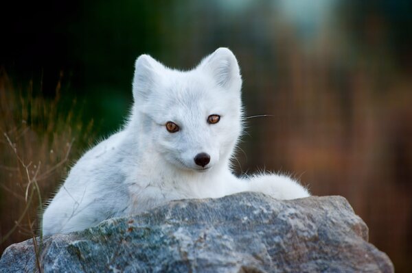 Weißer Polarfuchs auf Stein