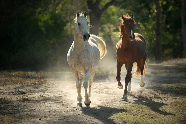 Deux chevaux courent dans la poussière