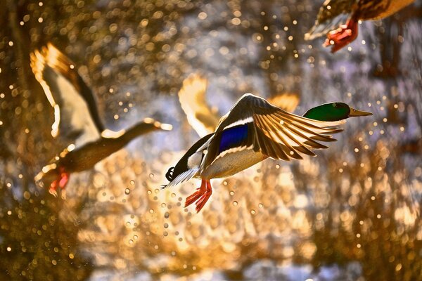 Éclaboussures de canards en vol