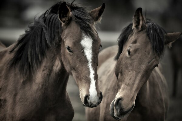 Famille de deux beaux chevaux