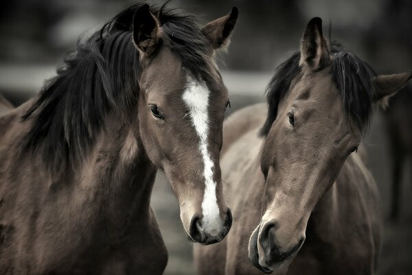 Famiglia di due bellissimi cavalli