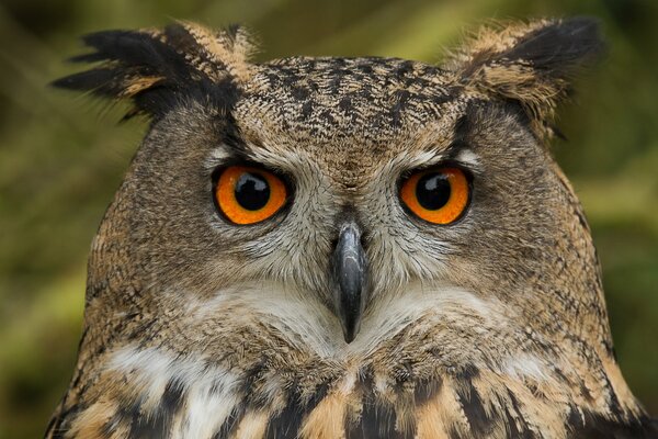 The muzzle of an owl with orange eyes