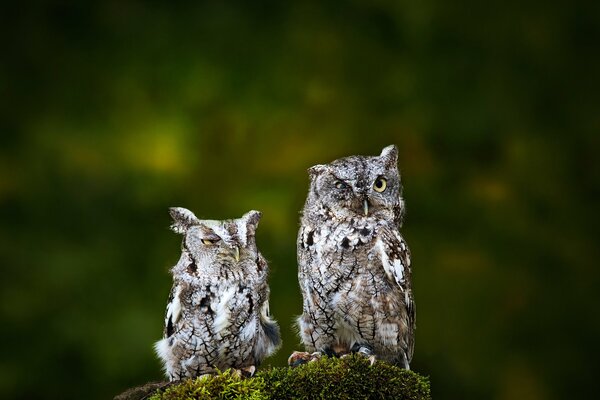 Two funny owls in the forest