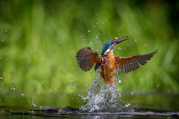 Kingfisher in drops of water