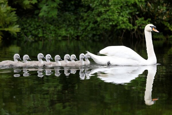 Cigno con pulcini sulla superficie dell acqua dello stagno