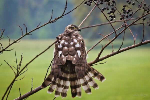 A falcon dries feathers on a branch