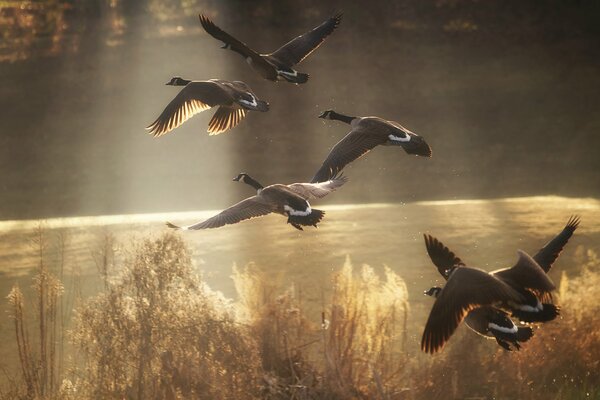 Ducks fly to distant lands