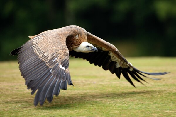 The vulture scavenger flies to its prey