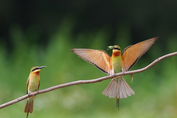 Deux oiseaux sur une branche