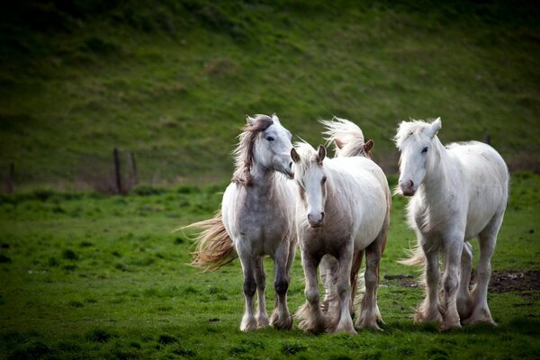 Photo de trois Mustangs sur le terrain