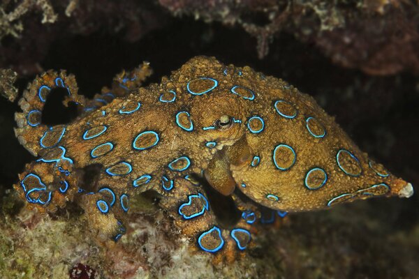 Oktopus mit schönen Farben am Meeresgrund